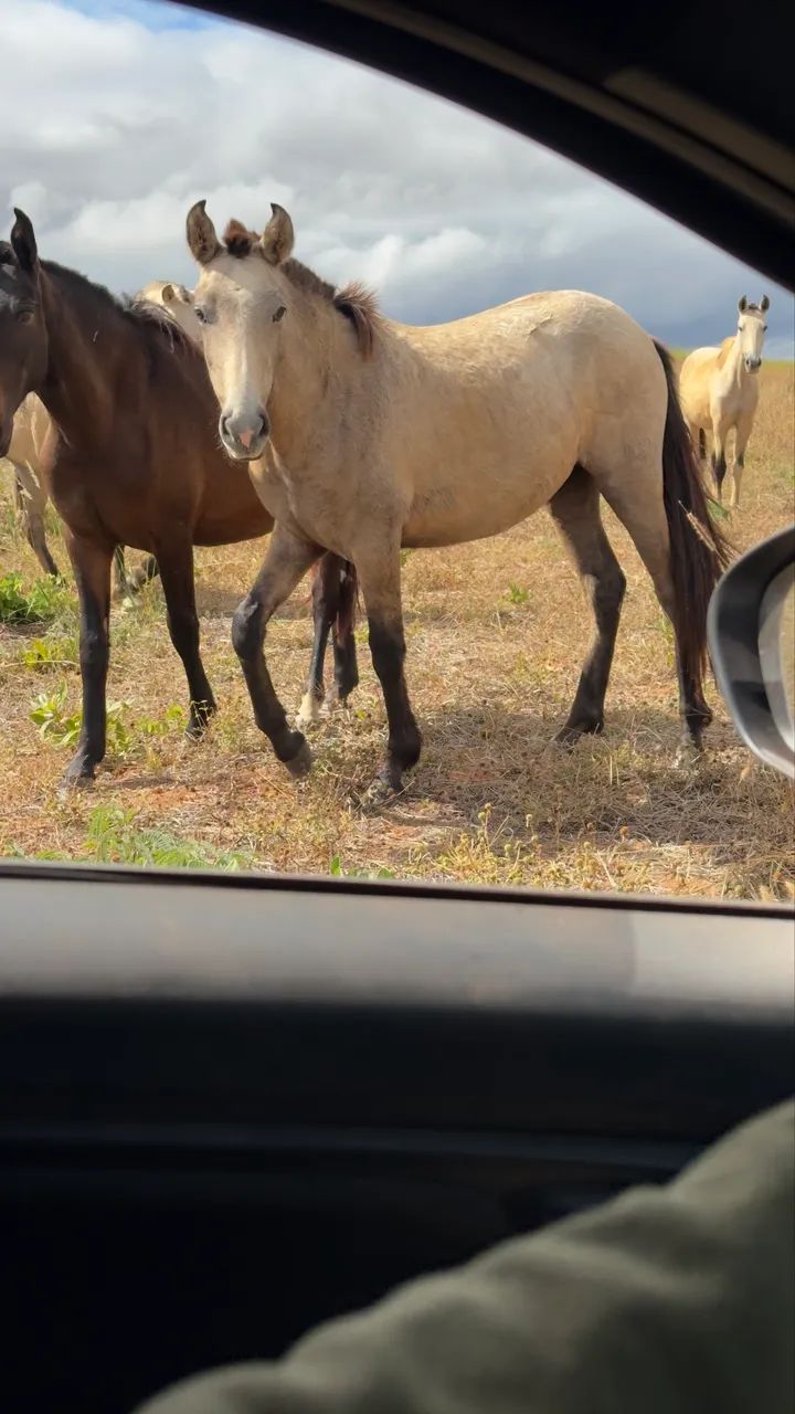 Potra mangalarga - Foto 3