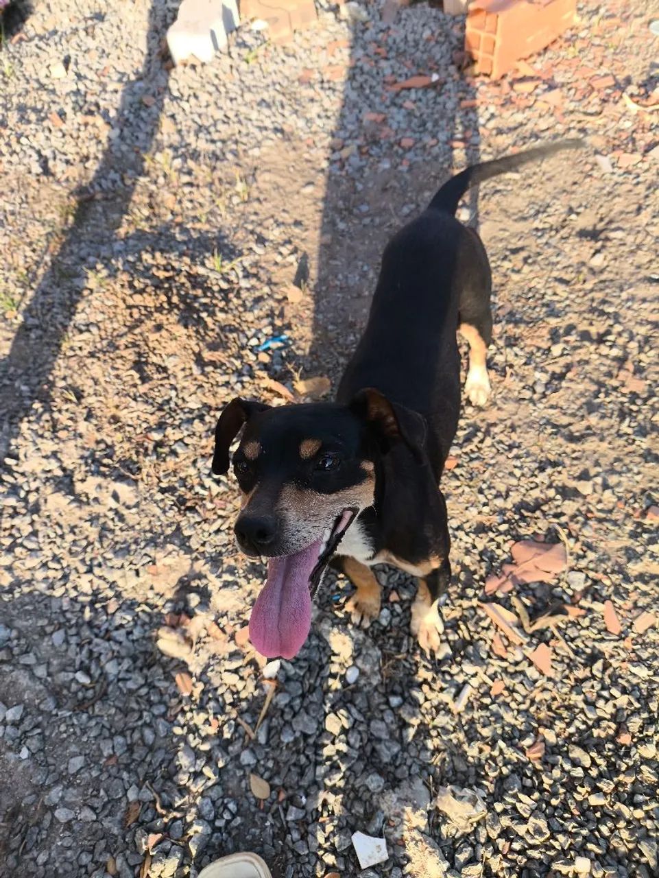 Cachorrinha para adoção - Foto 3