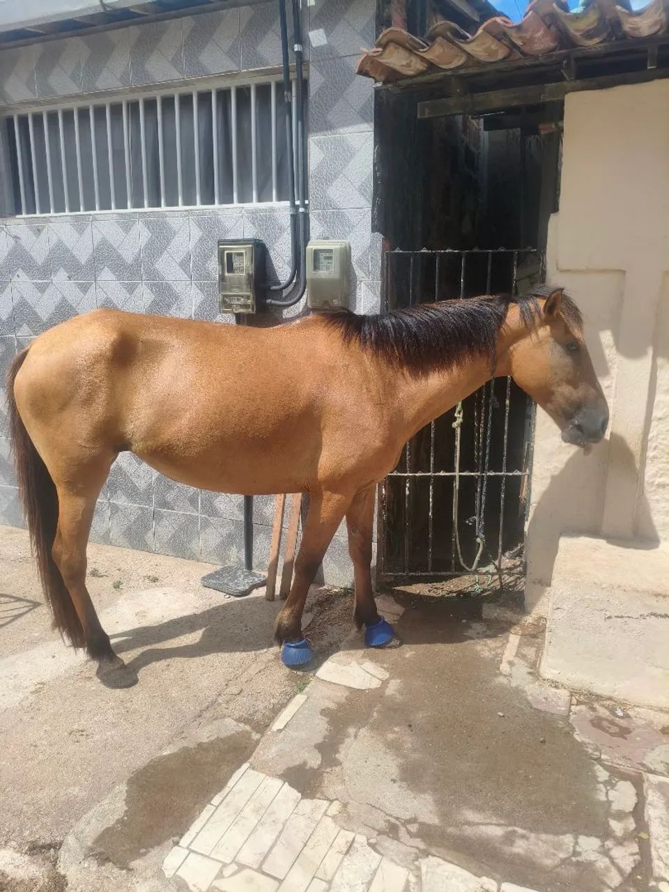Cavalos 