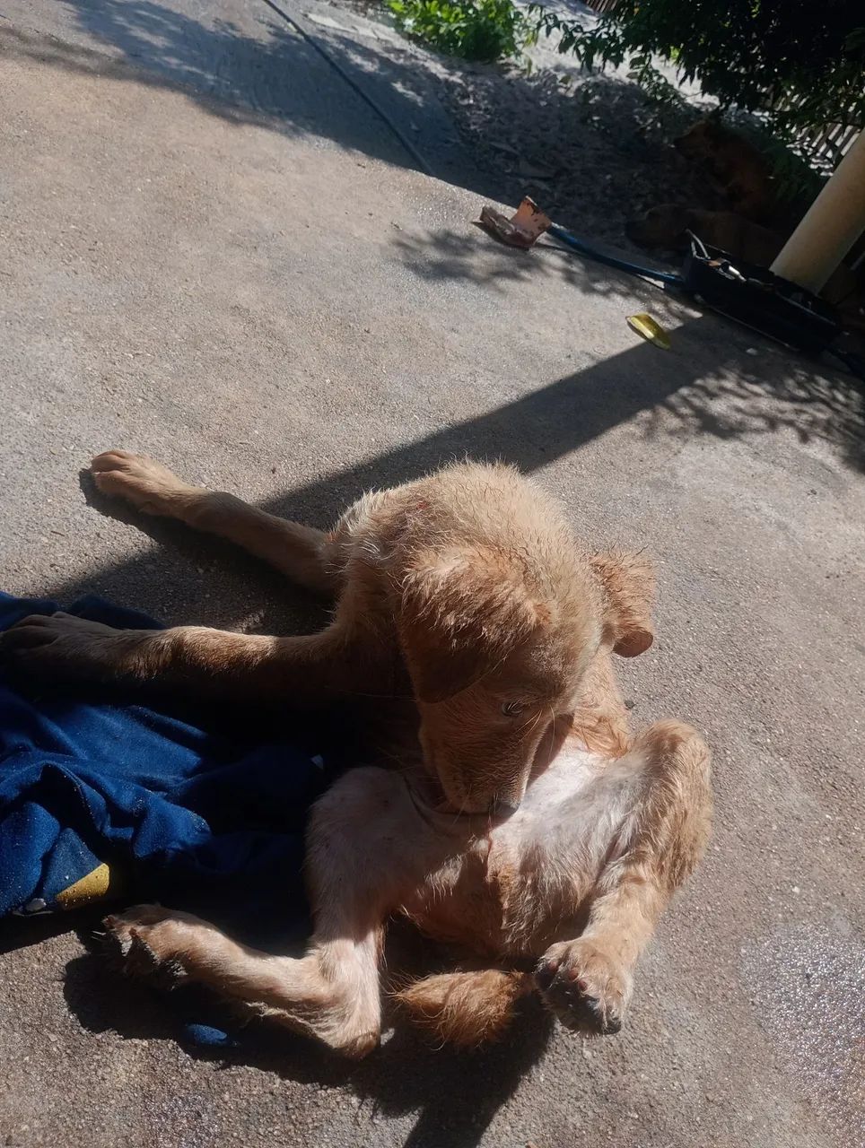Cachorro Macho  - Foto 2