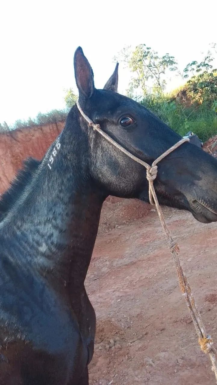 Cavalos  - Foto 3