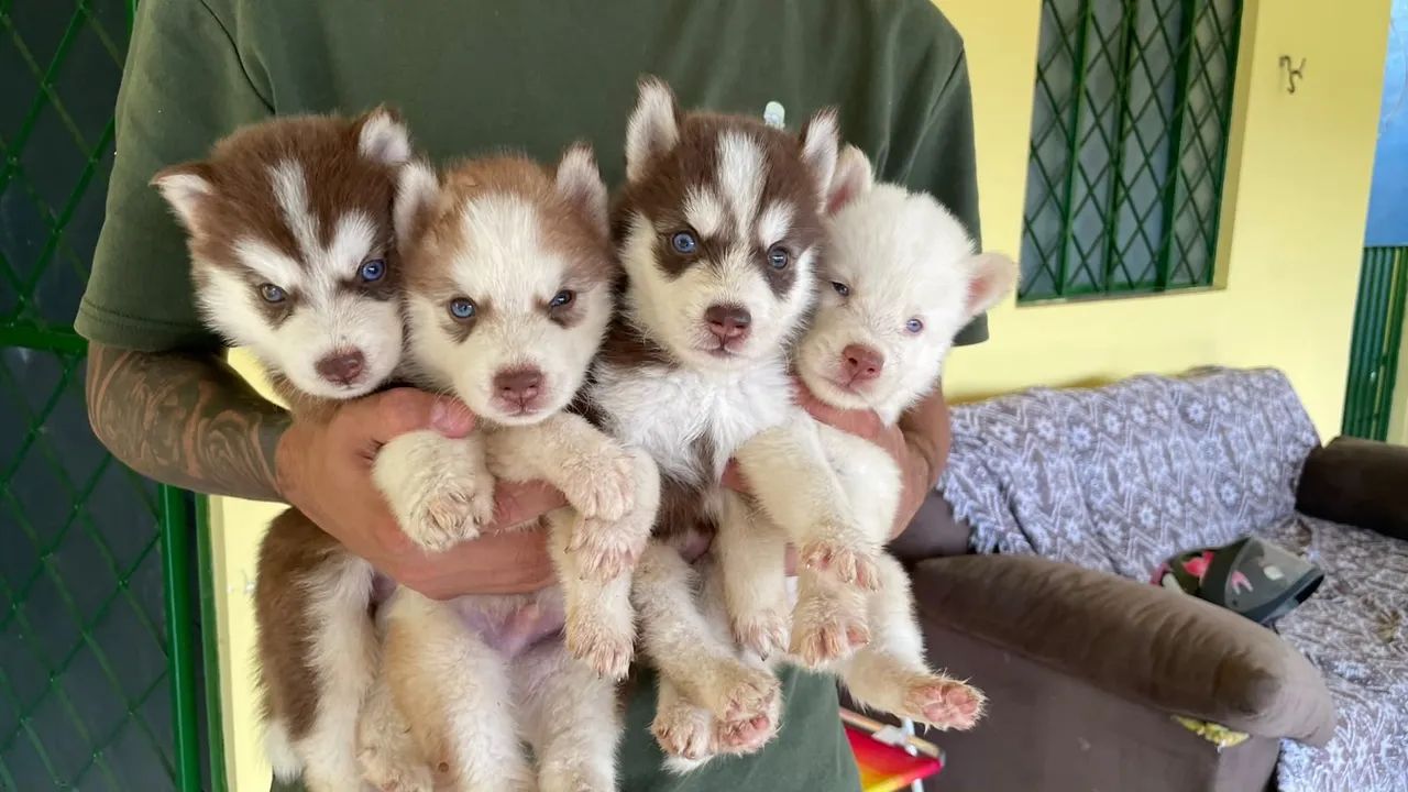 Husky siberiano  - Foto 5
