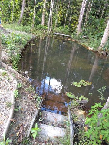 70 mil reais sito antes a Terra Alta no Pará 100x120 ,igarape ,cercado, casa zap *