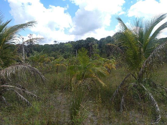 70 mil reais sito antes a Terra Alta no Pará 100x120 ,igarape ,cercado, casa zap * - Foto 5