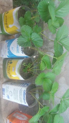Mudas de Morango Organico - Foto 3