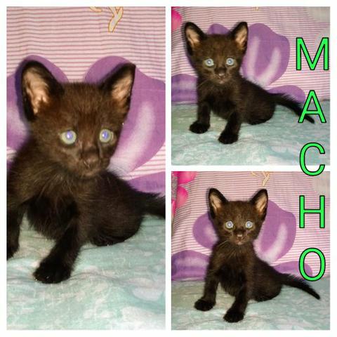 Gatinhos para adoção - Foto 3