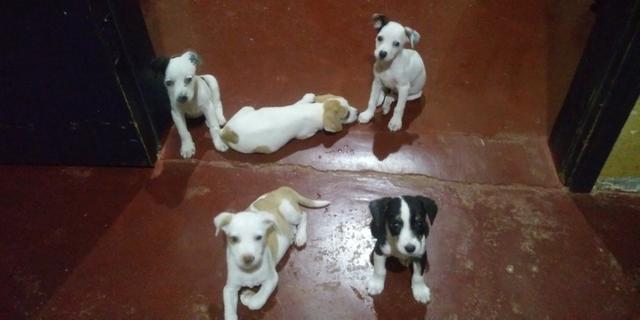 Vende-se seis cachorrinhos rua madressilva 3598 bairro conceição porto velho RO - Foto 3