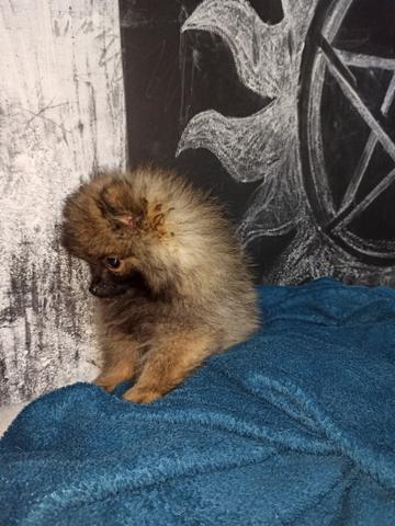 Ursinho laranja minúsculo de Lulu da Pomerânia - Foto 2