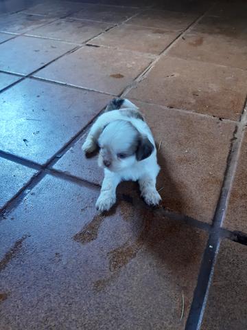 Vendo Filhotes de Shih Tzu - Foto 4