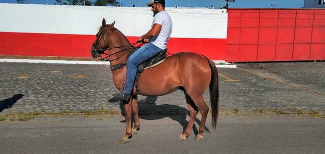 Cavalo Lazão Baixeiro. - Foto 2