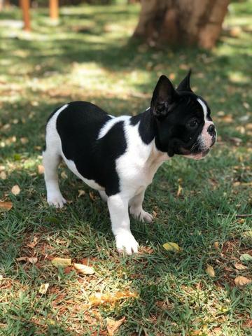 Bulldog francês - Foto 4
