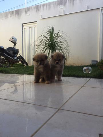 Filhotes de Akita - Foto 4