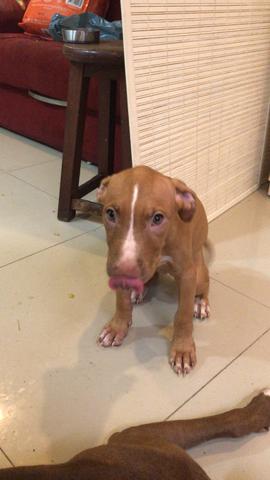 Filhotes de pitbull red nose - Foto 5