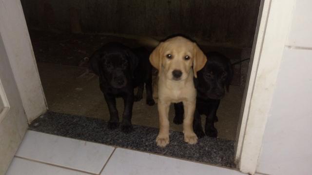 Labrador - Foto 3