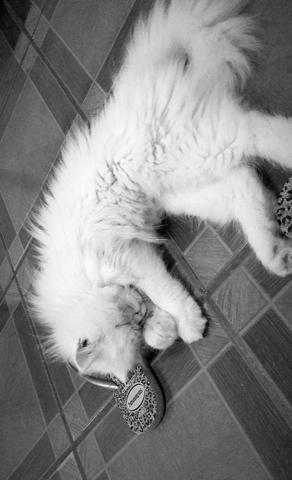Gato Persa heterocromia - Foto 5