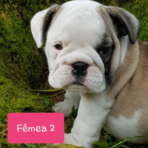 Lindos Filhotes de Bulldog Inglês
