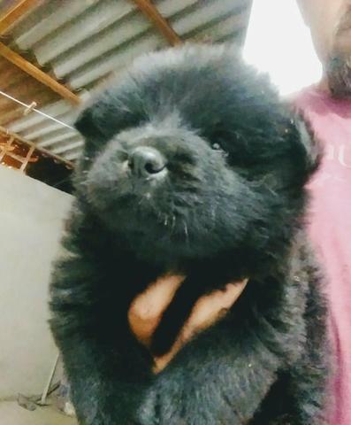 Chow-Chow - Foto 3