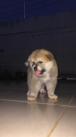 Filhotes de Akita - Foto 6