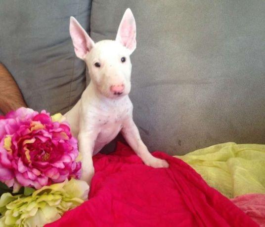 Bull Terrier Inglês, somos a unica rede com clinicas veterinarias, what's (11) 3862-3206 - Foto 3