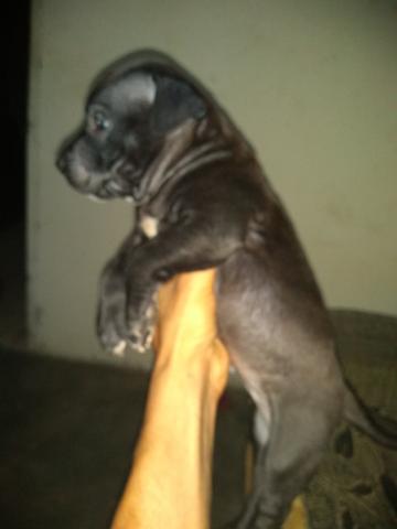 Pit monster - Foto 5