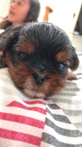 FILHOTES Shorkie-zus - Foto 2