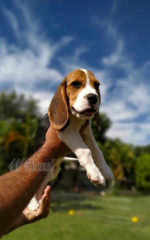 Beagle Filhotes, Ótima Linhagem - Foto 2
