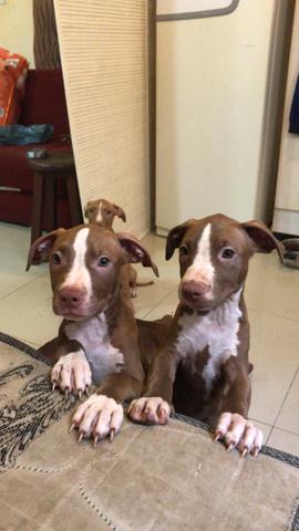 Filhotes de pitbull red nose - Foto 2