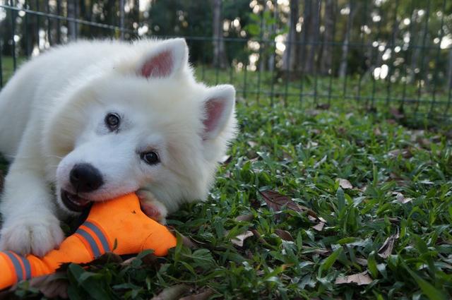 Lindos Filhotes De Husky Siberano - Pelagem Wooly - Foto 4