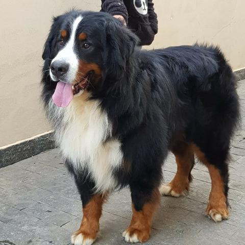 Lindos Filhotes De Bernese Mountain Dog