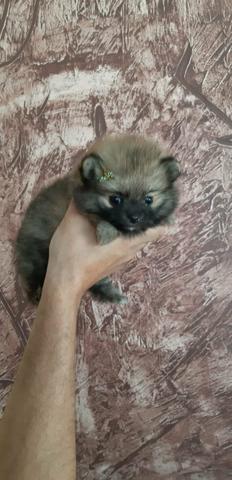Ursinha baby face bibelô laranja de Lulu da Pomerânia