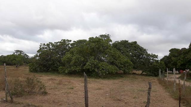 Meia tarefa de terra na asa branca ! - Foto 3