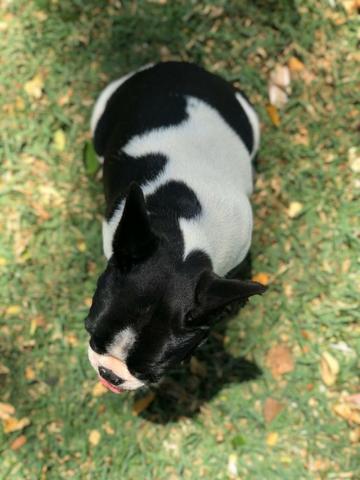 Bulldog francês - Foto 6