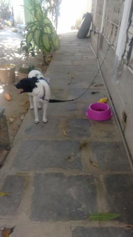 Doação de animal