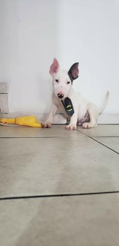 Bullterrier Macho Foto Real