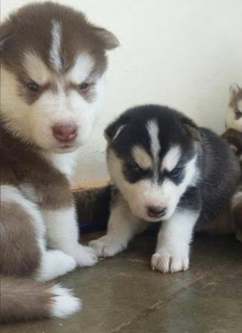 Husky siberiano - Foto 3