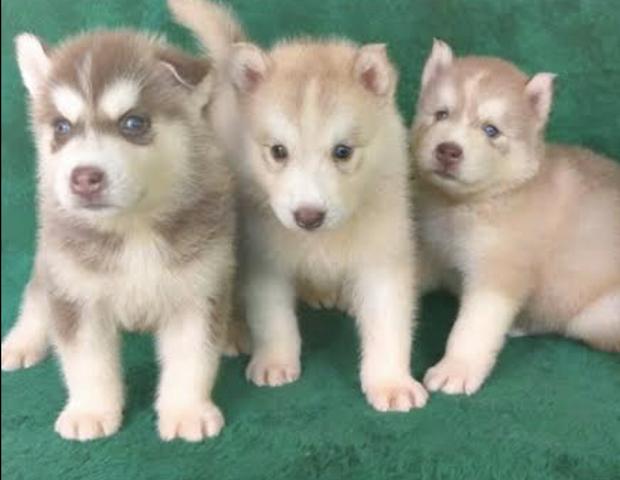 Husky siberiano - Foto 2