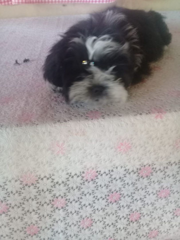 Cachorro - Foto 2
