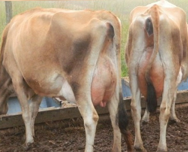 VACA leiteira/GADO leiteiro- Jersey- Especial - Foto 5