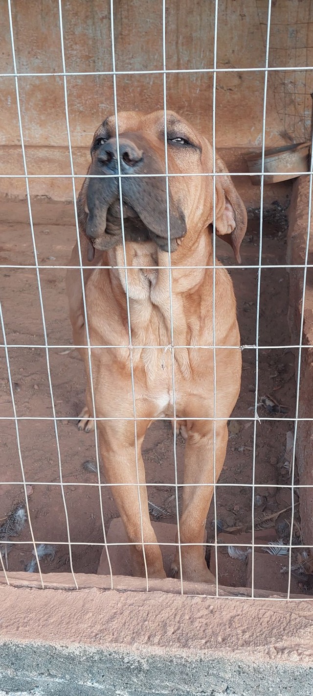 FILA BRASILEIRO 🔥 Características, cuidados e educação 