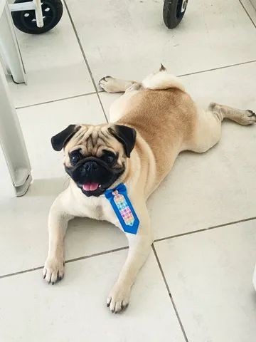 PUG procura namorada 