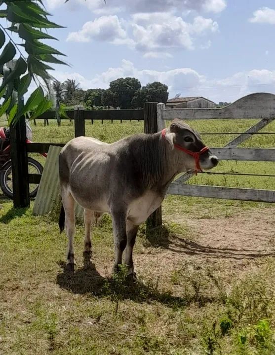 Vendo um mini nelore  - Foto 6