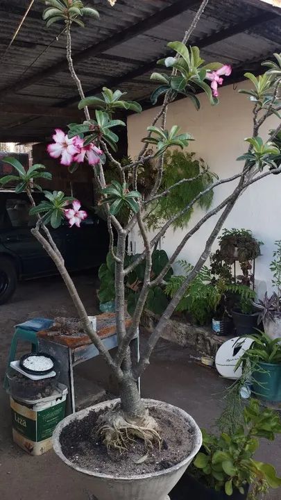 Planta Adenium obesum (Rosa do Deserto) - Adulta - Foto 2