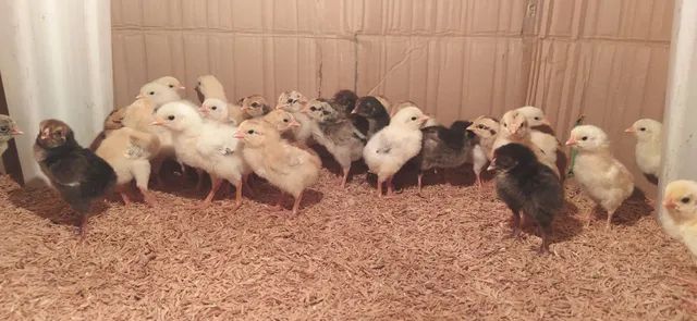 Pintos caipiras pintinhos, galinha e frangas - Foto 2