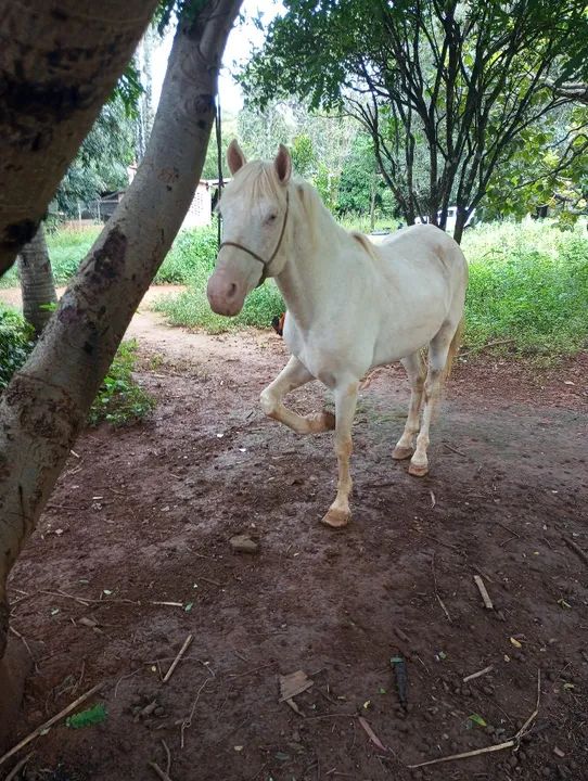 Cavalo Gaso para venda ou troca do meu interesse não aceito outro cavalo.