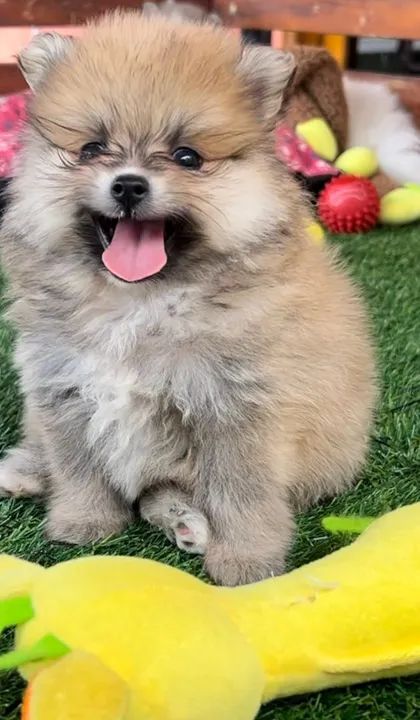 Spitz Alemão Macho e Fêmea Disponível- 60 dias de vida 