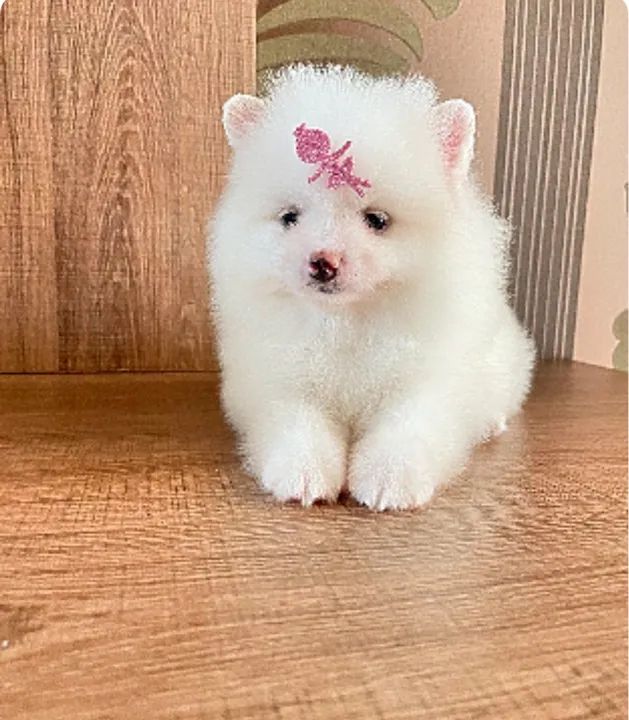 Filhote de Spitz Alemão Lulu da pomerania 