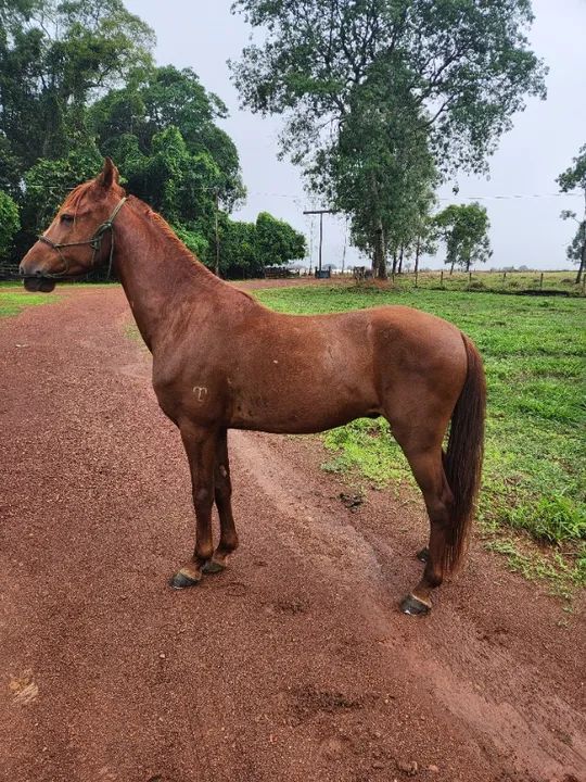 Cavalo Mangalarga alazão castrado registrado ABCCRM  - Foto 3