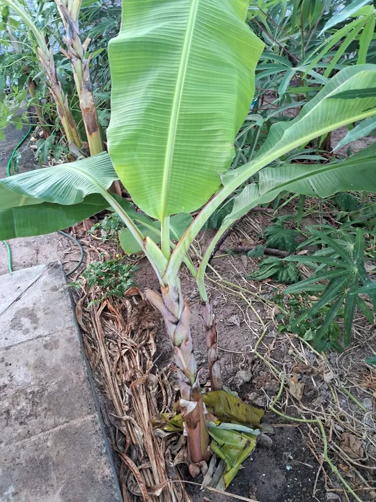 Mudas de banana maçã (leite) Embrapa - R$20
