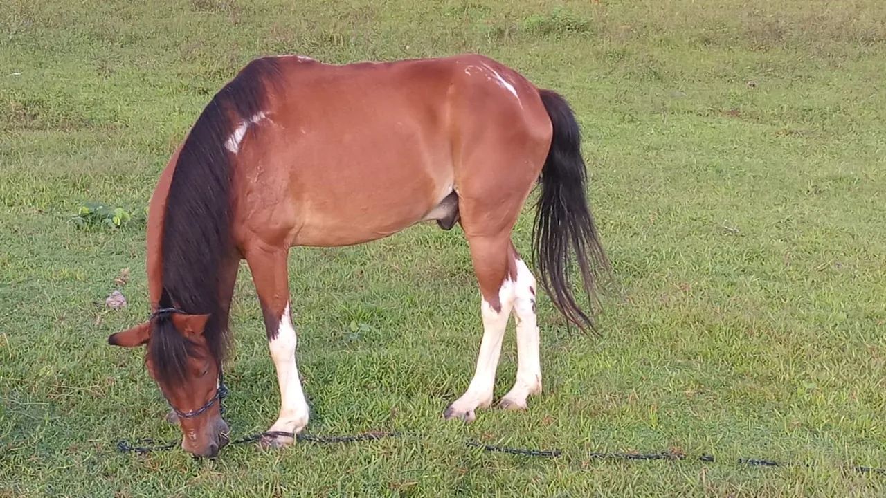 São dois Cavalos e uma égua  mangalarga ,machador c/ quarto de milha - Foto 2