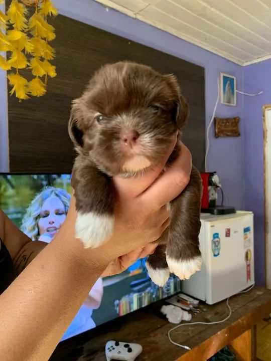 Machinho de shitzu mini disponíveil - Foto 3